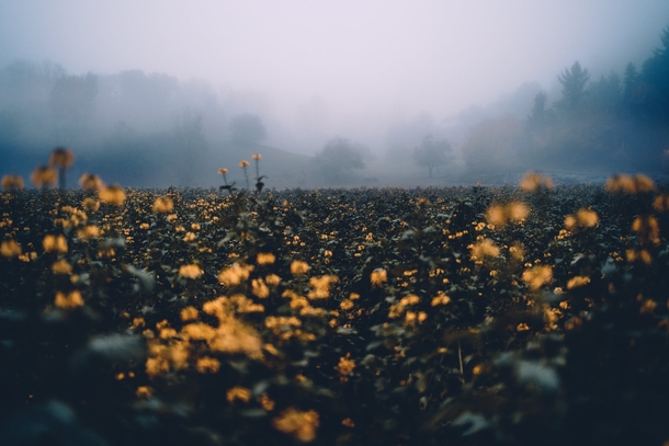 Yellow blossoms during a foggy November evening in Odenwald Germany Birkenau 