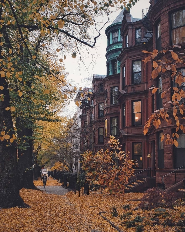 Yellow carpet of leaves covering a street in Back Bay Boston Massachusetts