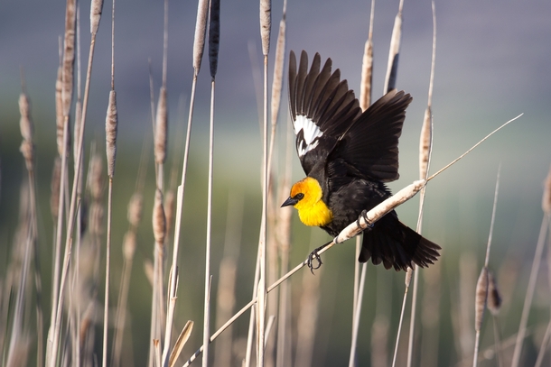 Yellow Headed Blackbird Xanthocephalus xanthocephalus -Cache Valley Utah 