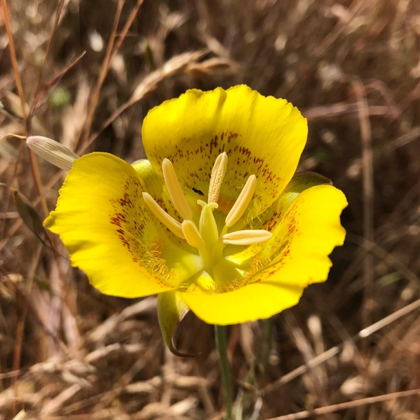 Yellow Mariposa Lily Calochortus luteus Skyline Open Space Preserve California 