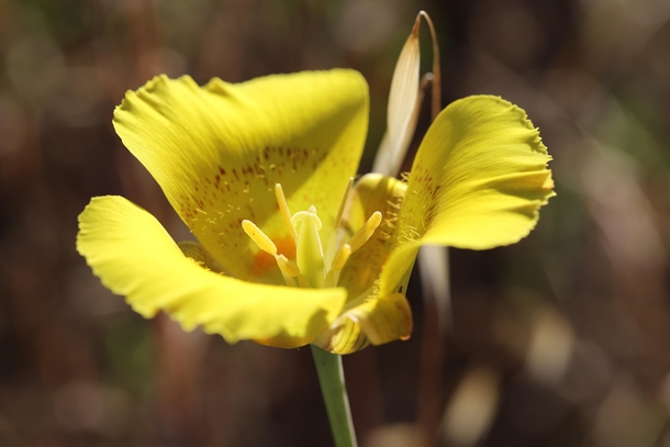 Yellow Mariposa Lily Calochortus luteus Skyline Ridge Open Space Preserve California 