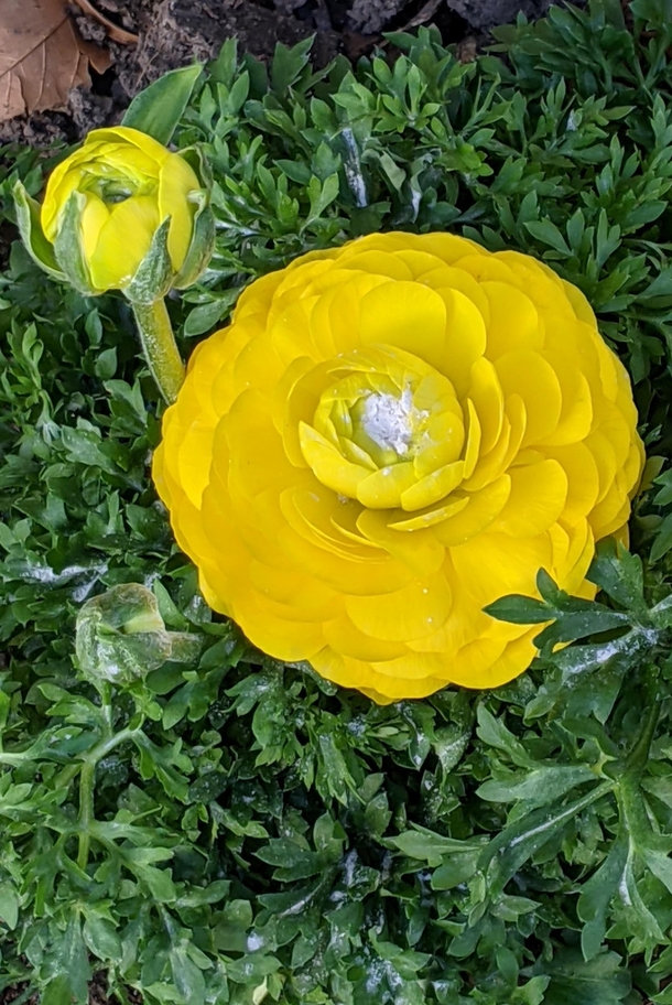 Yellow Persian buttercup in my yard OC