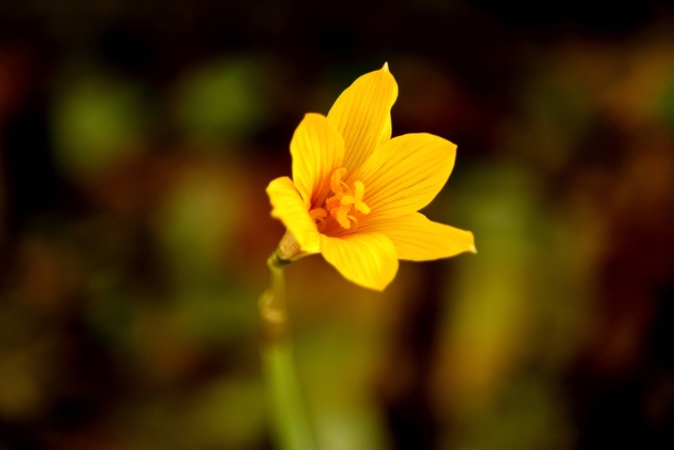 Yellow Rain lily
