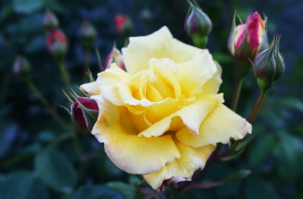 Yellow Rose Photo credit to Chris Barbalis