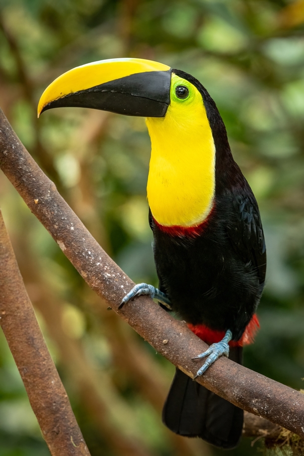 Yellow-throated Toucan 