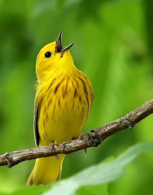 Yellow Warbler Photo credit to Gary Ladner
