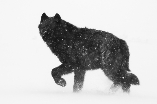 Yesterday this wolf appeared in a blizzard and was gone seconds later 