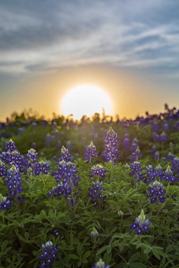 Yesterdays sunset over a field of bluebonnets fortunate to have some nature so close to home with so many things closed - Austin Texas -  - IG travlonghorns