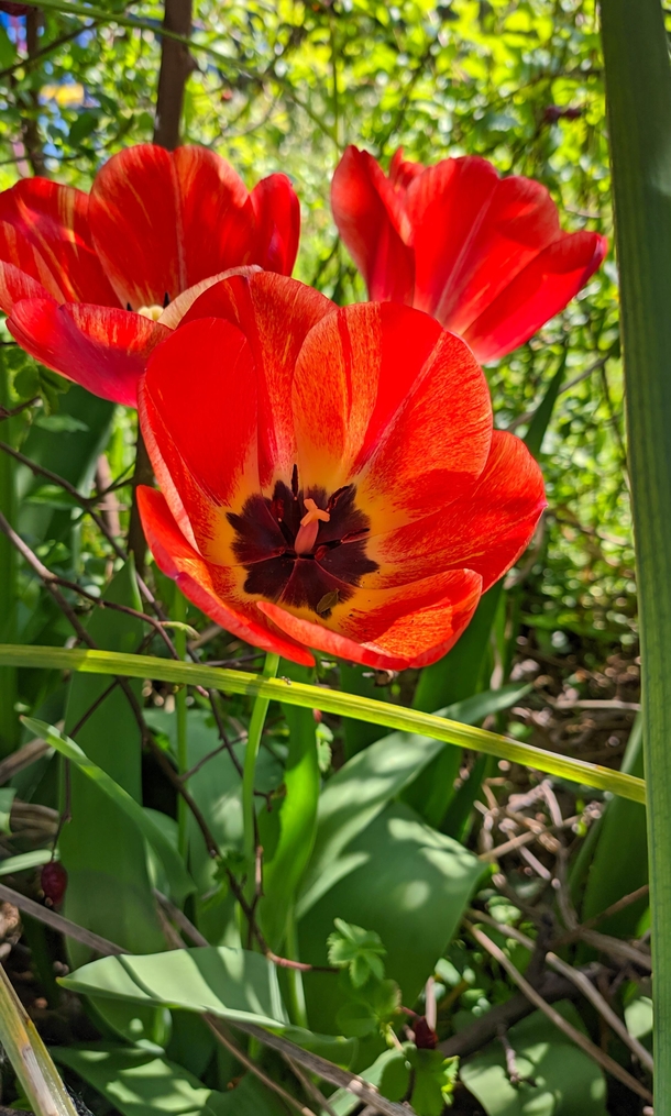 Yet another tulip