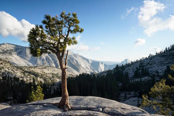 Yosemite Afternoon 