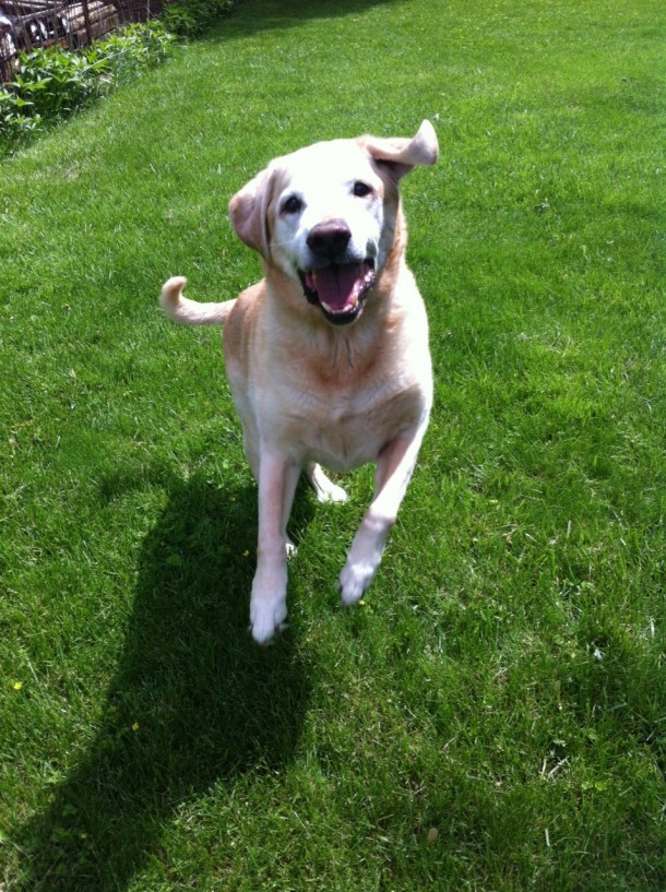 You would never know that he is years old yellow lab Photorator