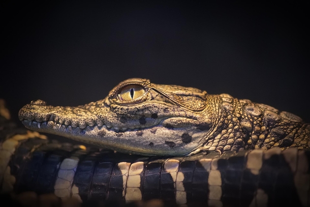 Young Alligator 