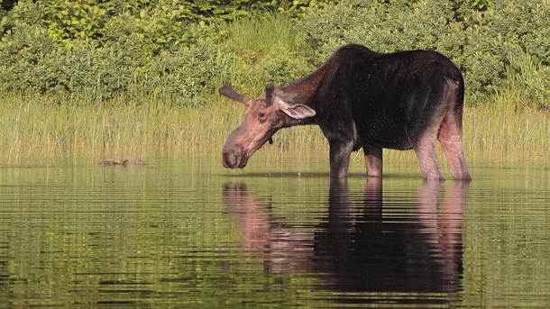 Young Bull Moose - Greenville Maine 