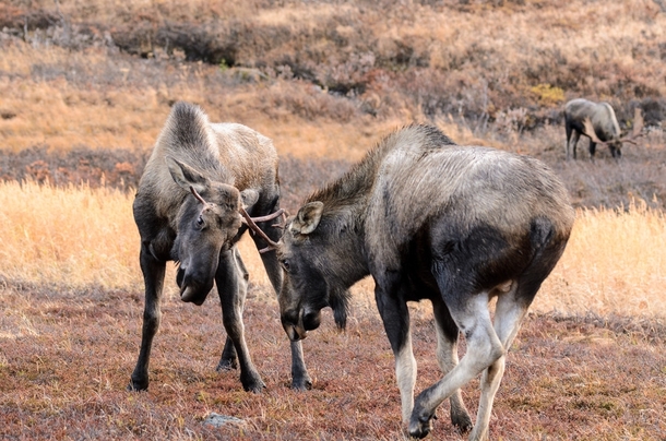 Young Bull Moose Sparring in Alaska  photo by Jess Cox