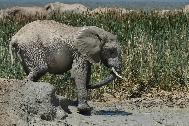 Young elephant around the waterhole South Africa Photo credit to Frans Van Heerden