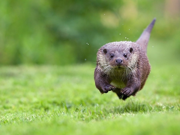Young otter running toward the camera Photograph by Mark Bridger 