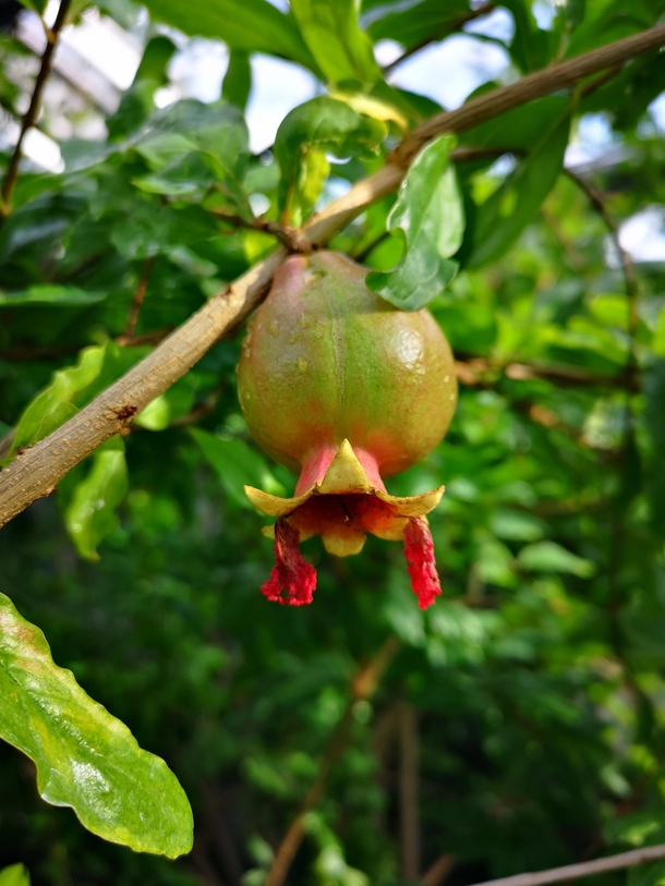 Young pomegranate