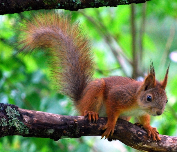 Young red squirrel 