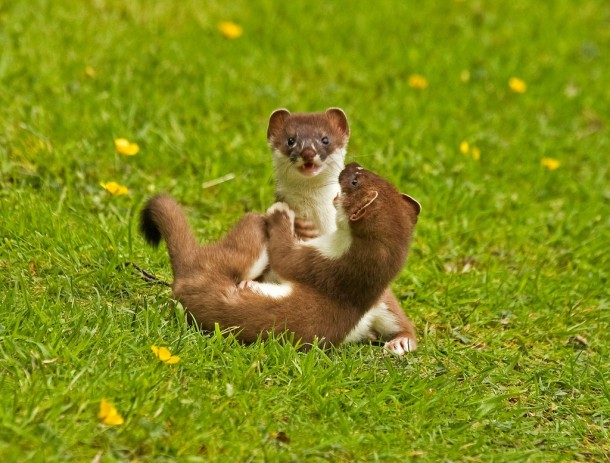 Young stoats playing mustela erminea - 
