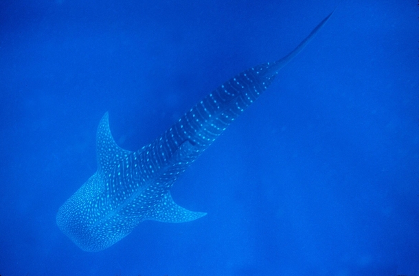 Young Whale Shark the Bay Islands Honduras