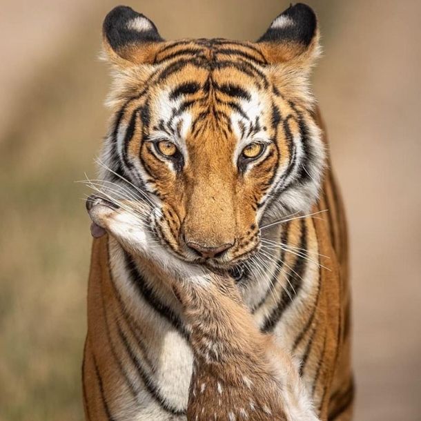 Your death my life A tiger posing with a dead sambar deer fawn in its jaws in Ranthambore National park India