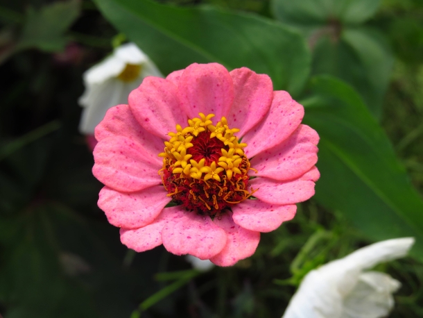 Youth-and-old-age - Zinnia elegans 