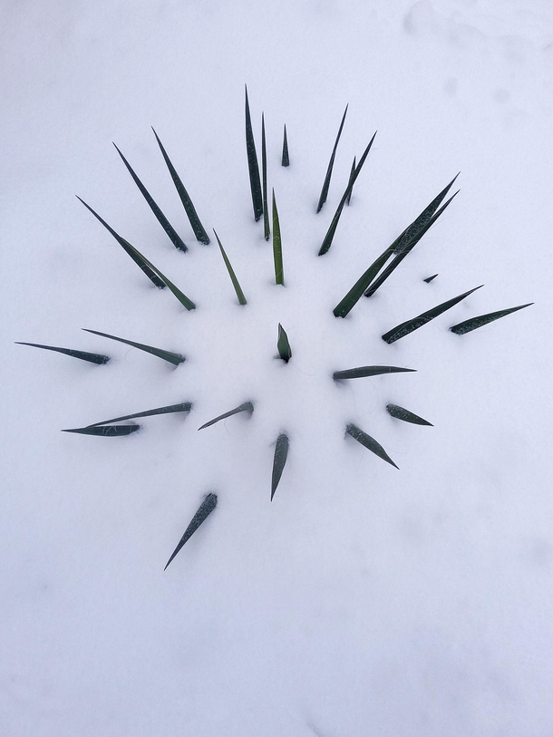 Yucca flaccida under snow