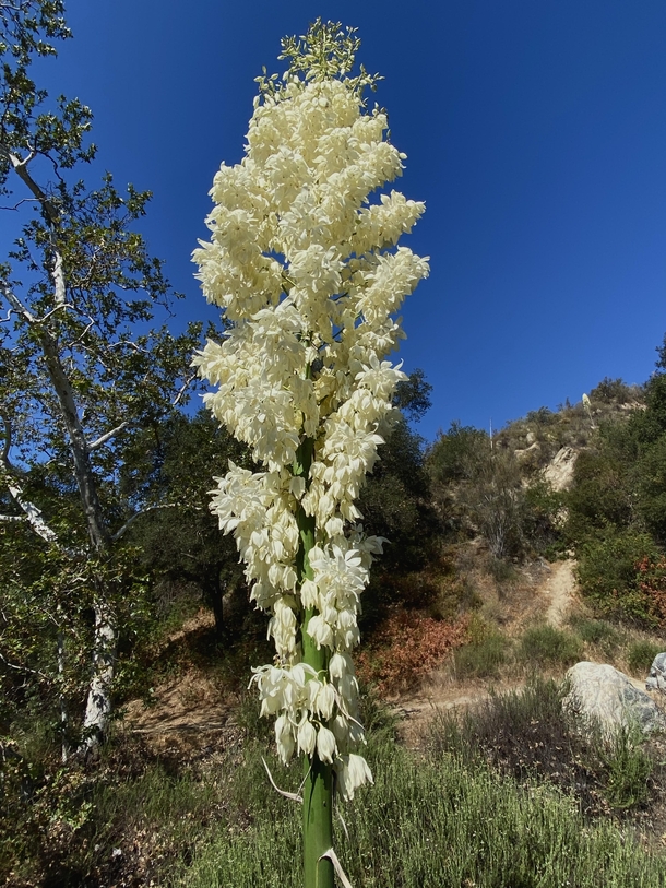 Yucca Hesperoyucca whipplei in the Southern California Chaparral