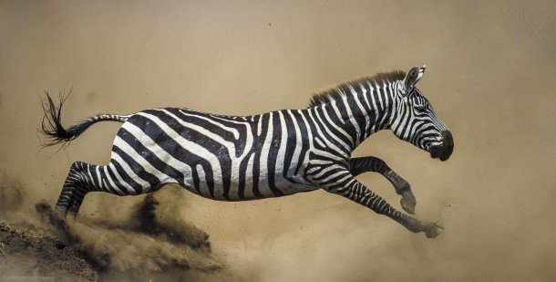 Zebra Equus quagga 