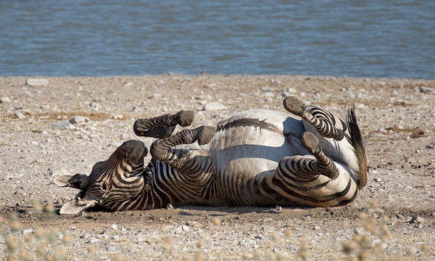 Zebra in Etosha National Park Namibia 