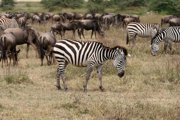 Zebras and Blue Wildebeests in Tanzania 