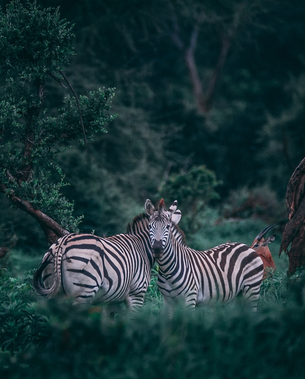 Zebras in Chobe Botswana Photo credit to Geran De Klerk