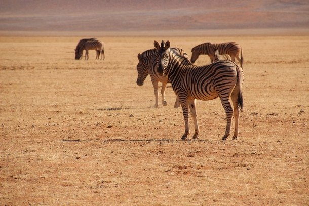 zebras in NamibRand Nature Reserve Namibia 