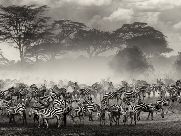 Zebras Serengeti 
