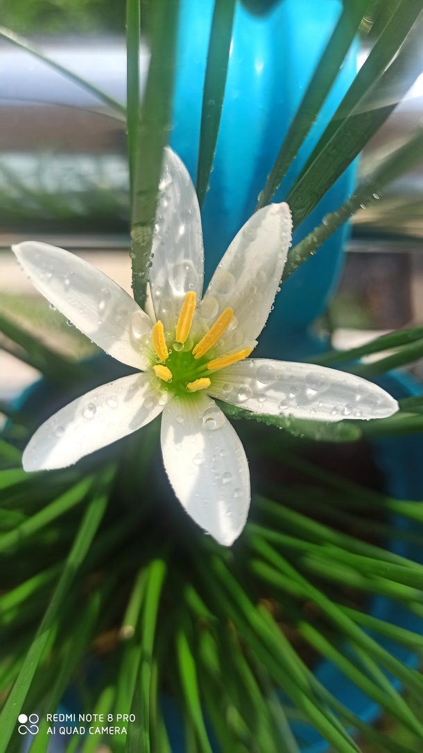 Zephyranthes candida Rain Lily A hardy plant thrives on different soil conditions I am having this plant for nearly three years I hasnt bloomed for past one and half year only after changing to a well draining fertile medium and a good rain I saw this and