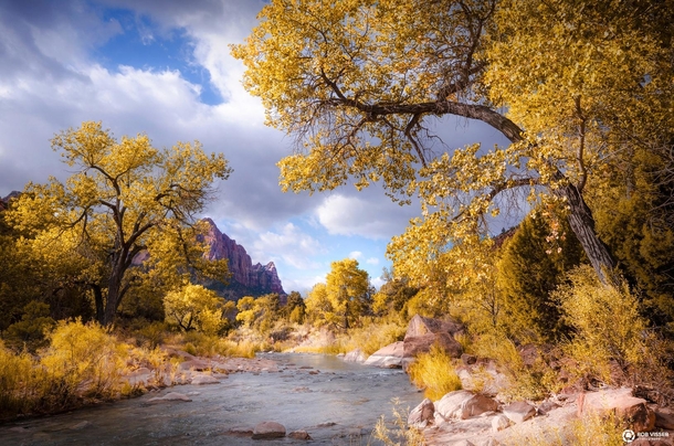 Zion river of gold another shot of a beautiful morning at Zion National park 