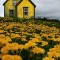 Abandoned Yellow House in Nova Scotia Photo by Matt Madden amp Kim Vallis 