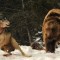 Brawl between a wolf canis lupus and a grizzly bear ursus arctos horribilis 