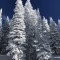 Merry Christmas from the white trees and blue skies of the Rocky Mountains 