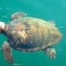 Pic #1 - A Majestic Loggerhead Sea Turtle in Kefalonia Greece Caretta Caretta  Link to more photos in comments