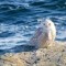 Snowy Owl Bubo scandiacus on the beach in Rhode Island 