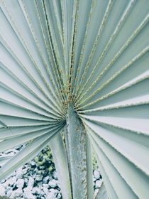  A close up view of a Bismarck palm frond Bismarckia nobilis