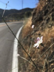  A Mountain-side flower I found on a trail to the PCH Small white and purple flower