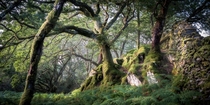  A panorama of a remote forest in Snowdonia North Wales x