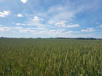 A picture my girlfriend took yesterday of a field from Dalhem Gotland in Sweden x