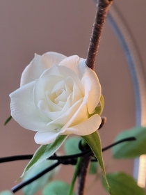  A rose The plant nearly died early summer its since grown back very spindly and thin leaf and stem I had to tie support to the bloom to keep it upright Its beautiful though Absolutely beautiful