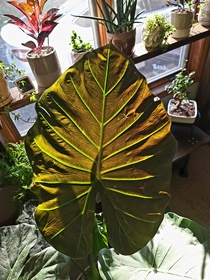  Alocasia regal shield She Is very regal indeed 