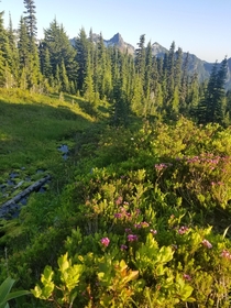  along a path in the Mt Rainier area in Washington x