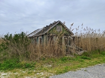  An old shack being reclaimed by the wetlands