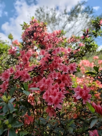  Azaleas in full bloom